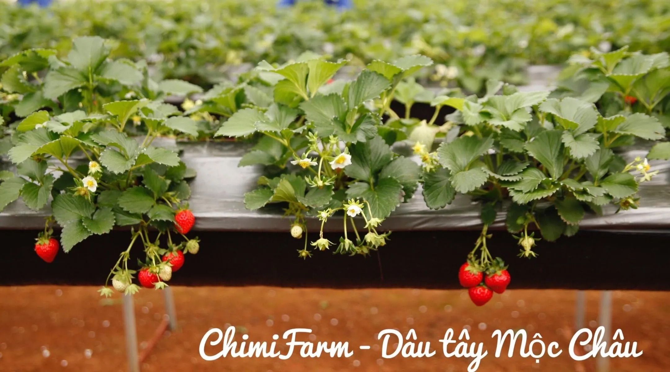 Hướng dẫn cách trồng dâu tây tại Miền Bắc của Chimi Farm Mua cây dâu tây giống hana 082989110