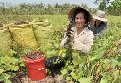 Tác Dụng VÀ Các Sản Phẩm Từ Cây Đậu Xanh