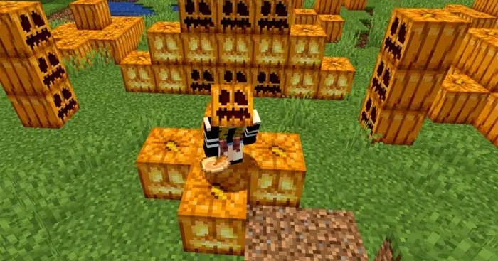 Vị trí tự nhiên và cách thu hoạch bí ngô trong Minecraft