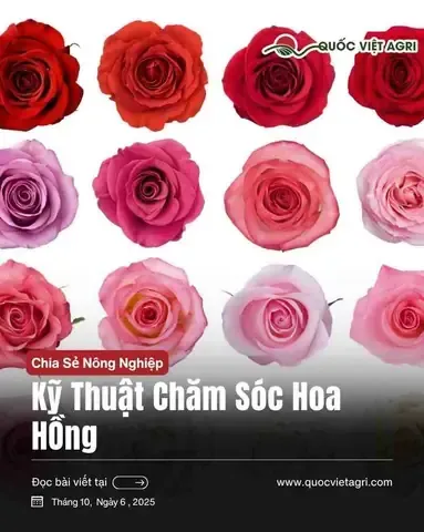 Minh họa kỹ thuật cắt tỉa sen đá để duy trì hình dáng nhỏ gọn và kích thích ra nhánh mới