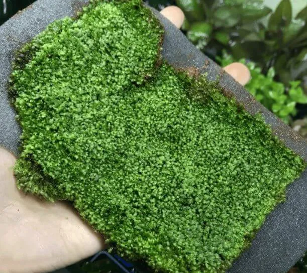 Vỉ rêu Minifiss lá cạn sẵn sàng cho việc trồng rêu minifiss