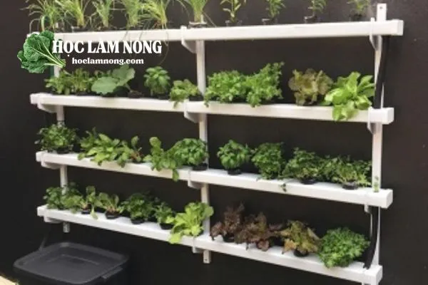 Mô Hình NFT (Màng Dinh Dưỡng)