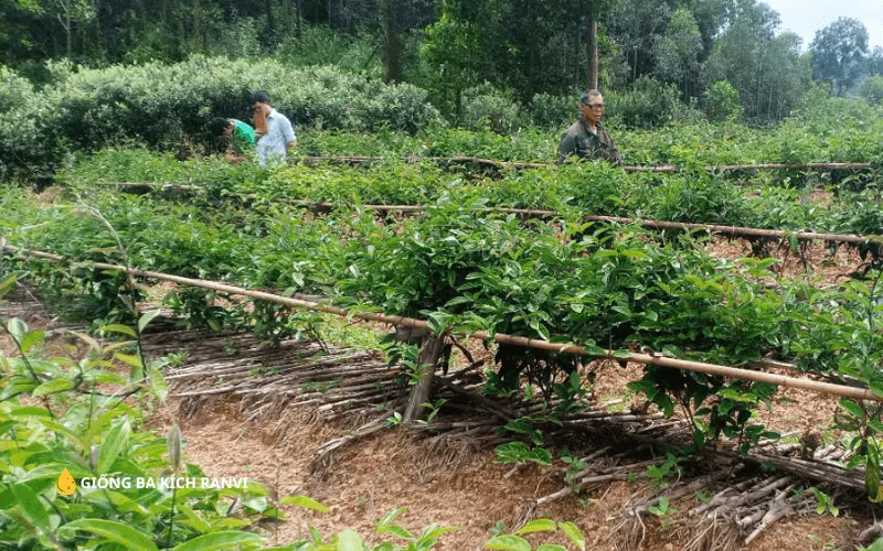 Kỹ thuật trồng Ba Kích Tím