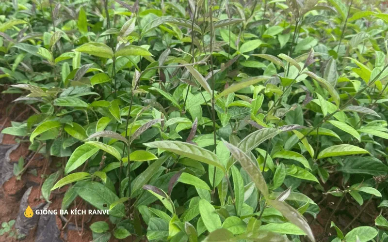 Tổng quan về mô hình trồng Ba Kích Tím