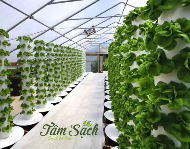 Hệ thống trụ đứng trồng rau khí canh giúp tiết kiệm 90% lượng nước