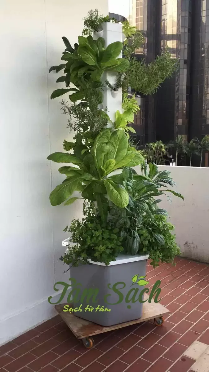 Mô hình trụ đứng trồng rau khí canh hoàn chỉnh tại nhà