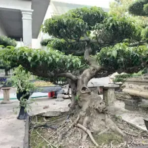 Mô tả kỹ thuật chăm sóc sen đá con, đặc biệt là việc điều chỉnh cường độ ánh sáng phù hợp