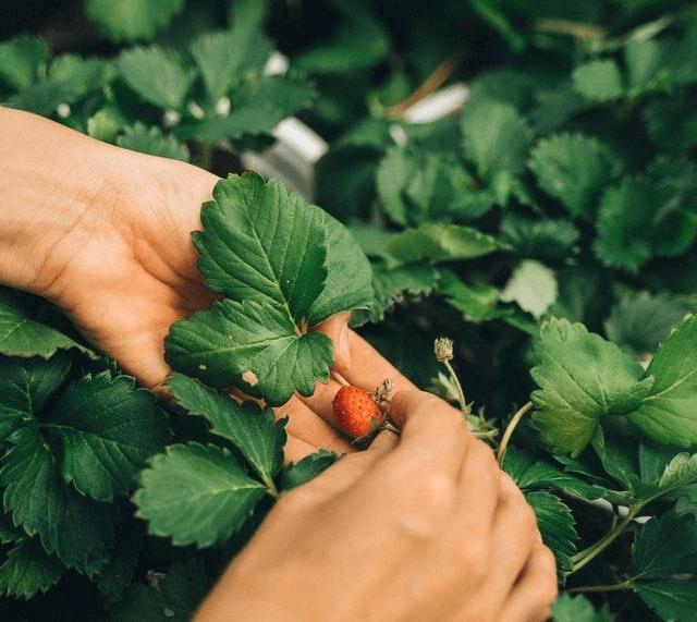 Cách Trồng Rau Xà Lách Xoăn Tím: Hướng Dẫn Chi Tiết Để Đạt Năng Suất Cao