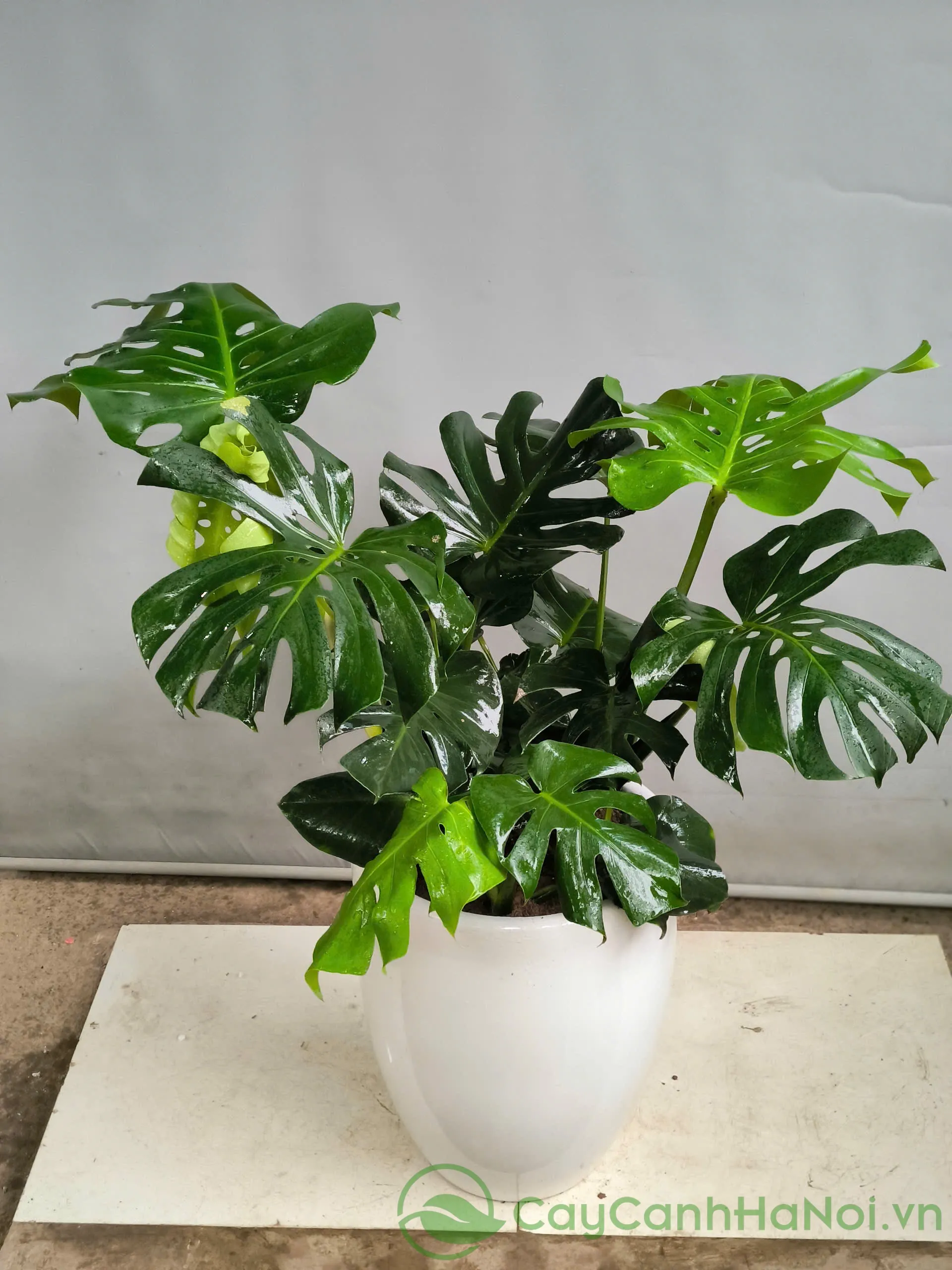 Tưới nước nhẹ nhàng ngay sau khi trồng để đất ẩm đều