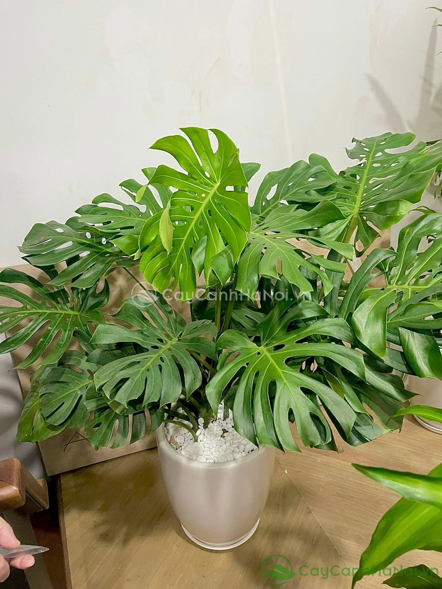 Trồng cây Monstera giúp thúc đẩy sinh khí và ổn định tài lộc