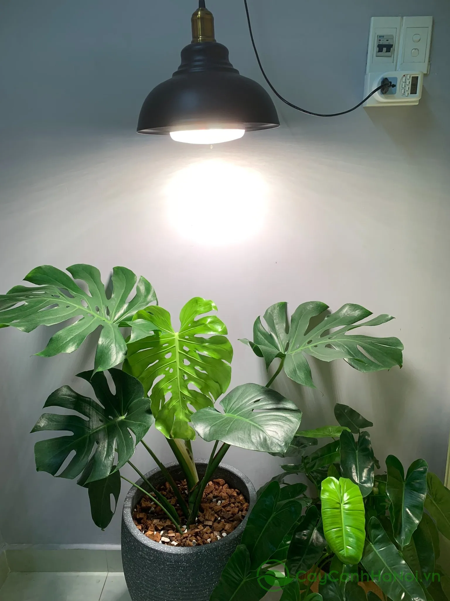 Chăm sóc cây Monstera không quá khó