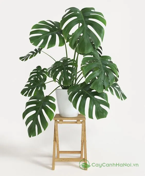 Monstera Borsigiana có nguồn gốc từ Trung Mỹ, Mexico và Panama