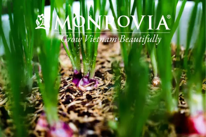 Một chậu cây cỏ mực đang phát triển xanh tốt, thể hiện cách trồng cây cỏ mực tại nhà đơn giản