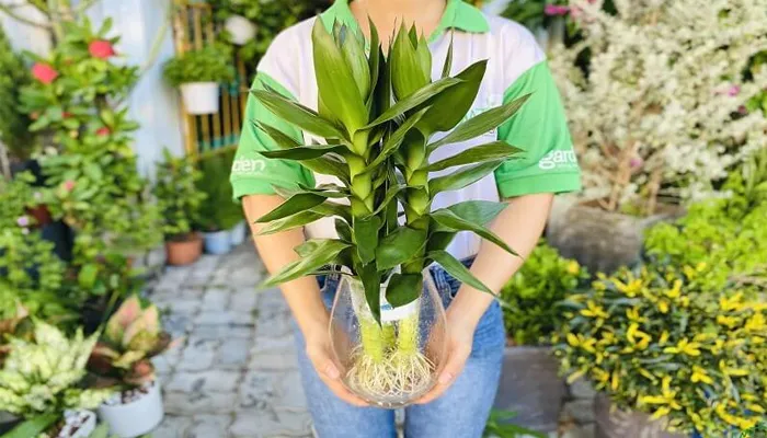 Rễ chùm và đặc điểm sinh trưởng của cây phát tài búp sen