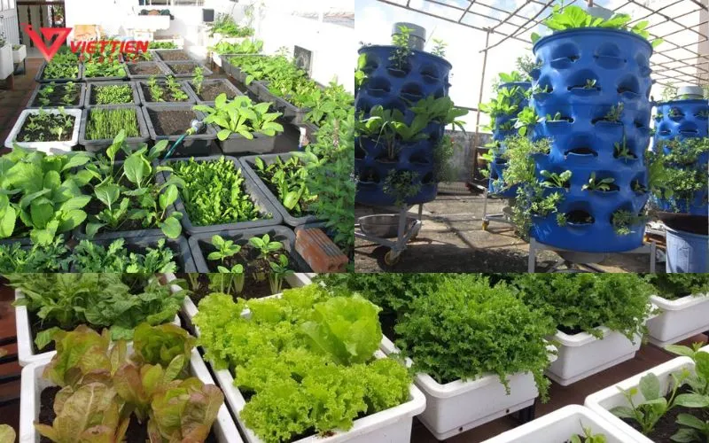 Các loại rau phổ biến như cải, xà lách, rau muống rất phù hợp để trồng trong thùng nhựa tại nhà