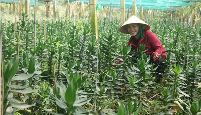 Lưu ý về cắt tỉa và bón phân khi chăm sóc cây phát tài búp sen