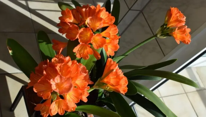 Kiểm tra sâu bệnh, các lưu ý quan trọng khi áp dụng kỹ thuật trồng Lan Quân Tử