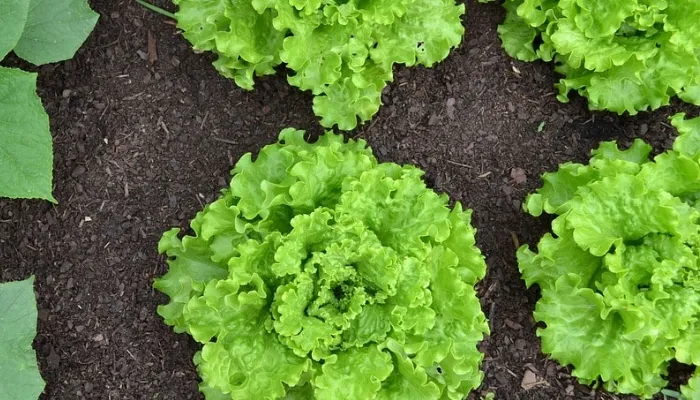 một số lưu ý khi trồng