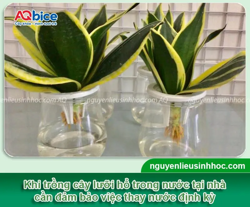 Tham khảo những yêu cầu khi chăm sóc cho cây lưỡi hổ trồng trong nước luôn xanh tốt