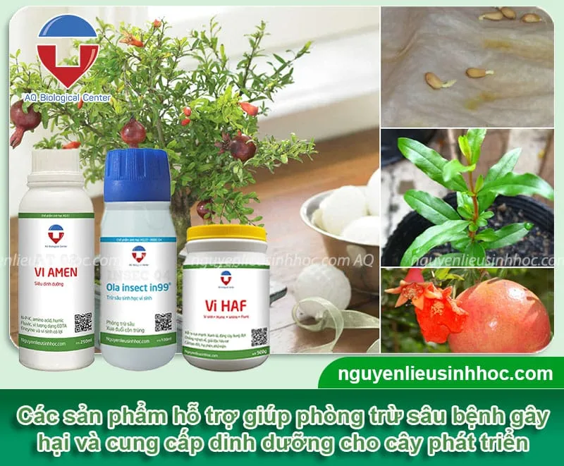 Một số sản phẩm sinh học hỗ trợ chăm sóc và phòng trừ sâu bệnh cho cây lựu