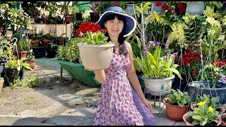 Cách Trồng Hoa Cúc Đồng Tiền Đơn Giản, Ra Hoa Rực Rỡ Quanh Năm