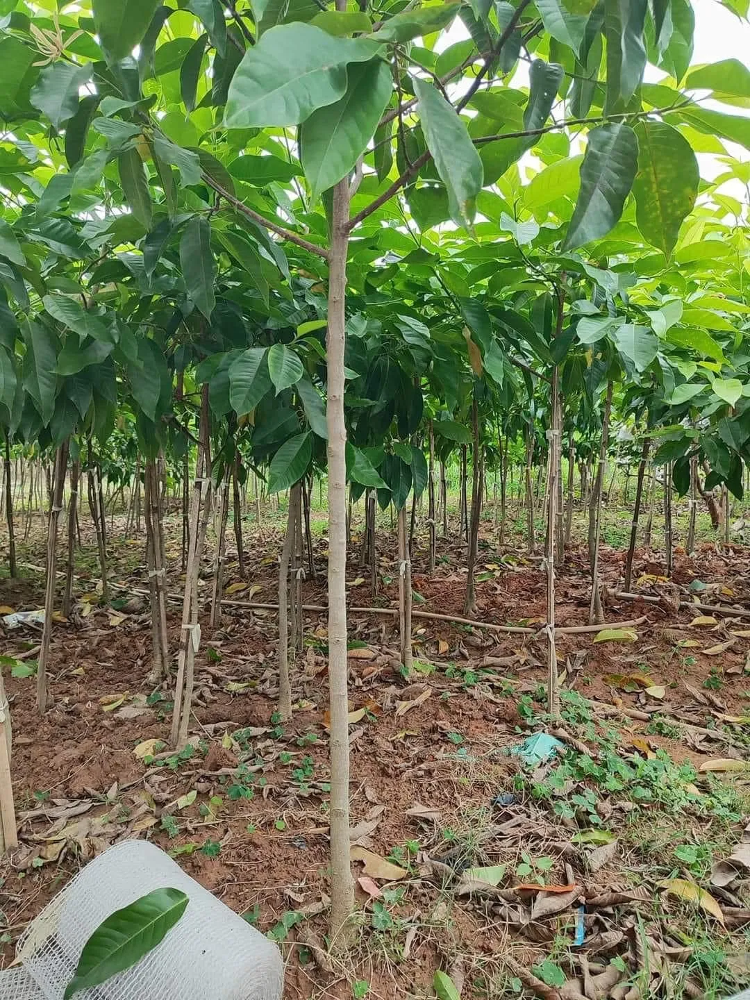 Địa chỉ uy tín cung cấp cây giống Hoa Ngọc Lan và dịch vụ bảo hành