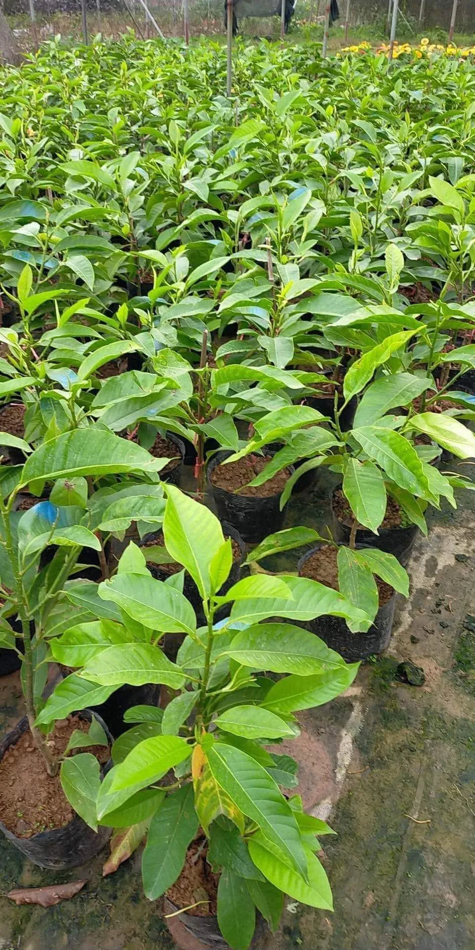 Mua cây Hoa Ngọc Lan giống khỏe mạnh giúp tăng năng suất và hiệu quả trồng