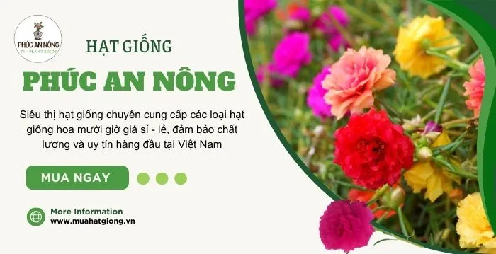 Đơn vị cung cấp hạt giống hoa mười giờ