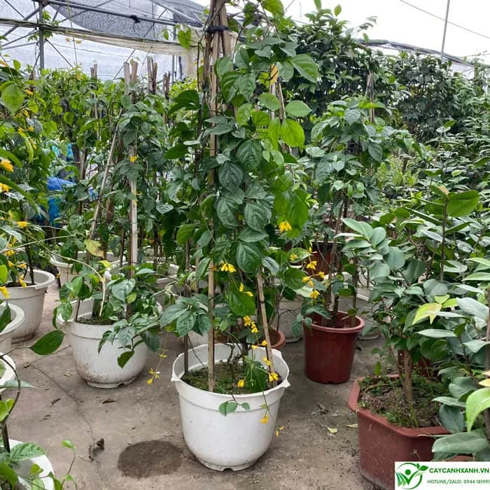 Mua lan hoàng dương đã có hoa