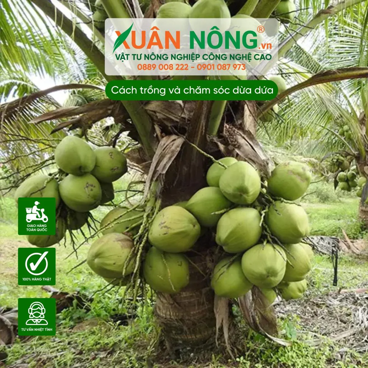 Mùa vụ lý tưởng để bắt đầu trồng dừa dứa cho năng suất cao