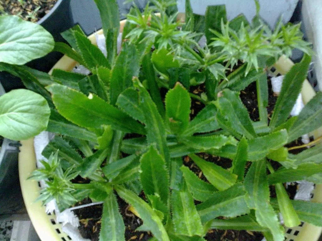 Kỹ thuật trồng cây rau mùi tàu không cần cầu kỳ chăm sóc vì chúng kháng bệnh cực tốt.