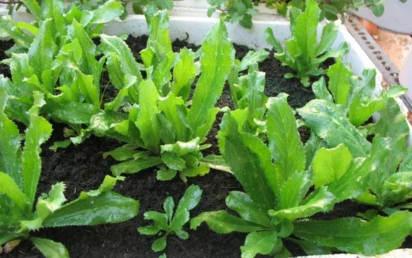 Cách trồng rau mùi tàu tại nhà chỉ 20 ngày có rau ăn - Ảnh minh họa.