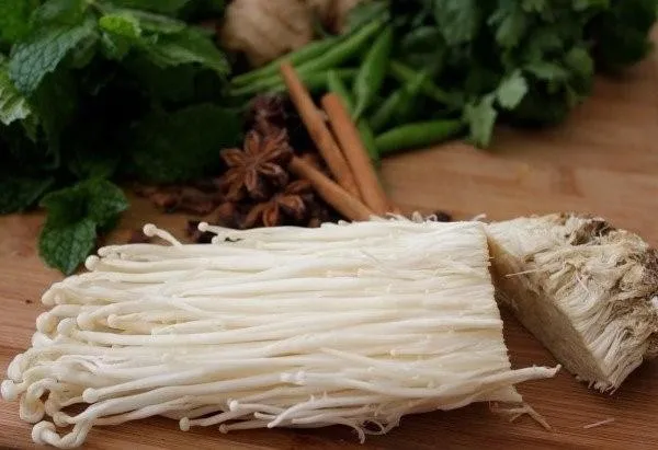 Cắt lấy phần gốc nấm kim châm chứa tơ nấm để nhân giống