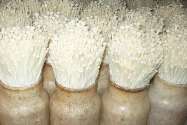 Nấm kim châm đang phát triển trong môi trường kiểm soát nhiệt độ