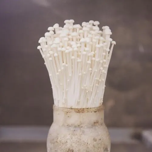 Hình ảnh nấm kim châm tự trồng tại nhà, minh họa cách trồng nấm kim châm tại nhà