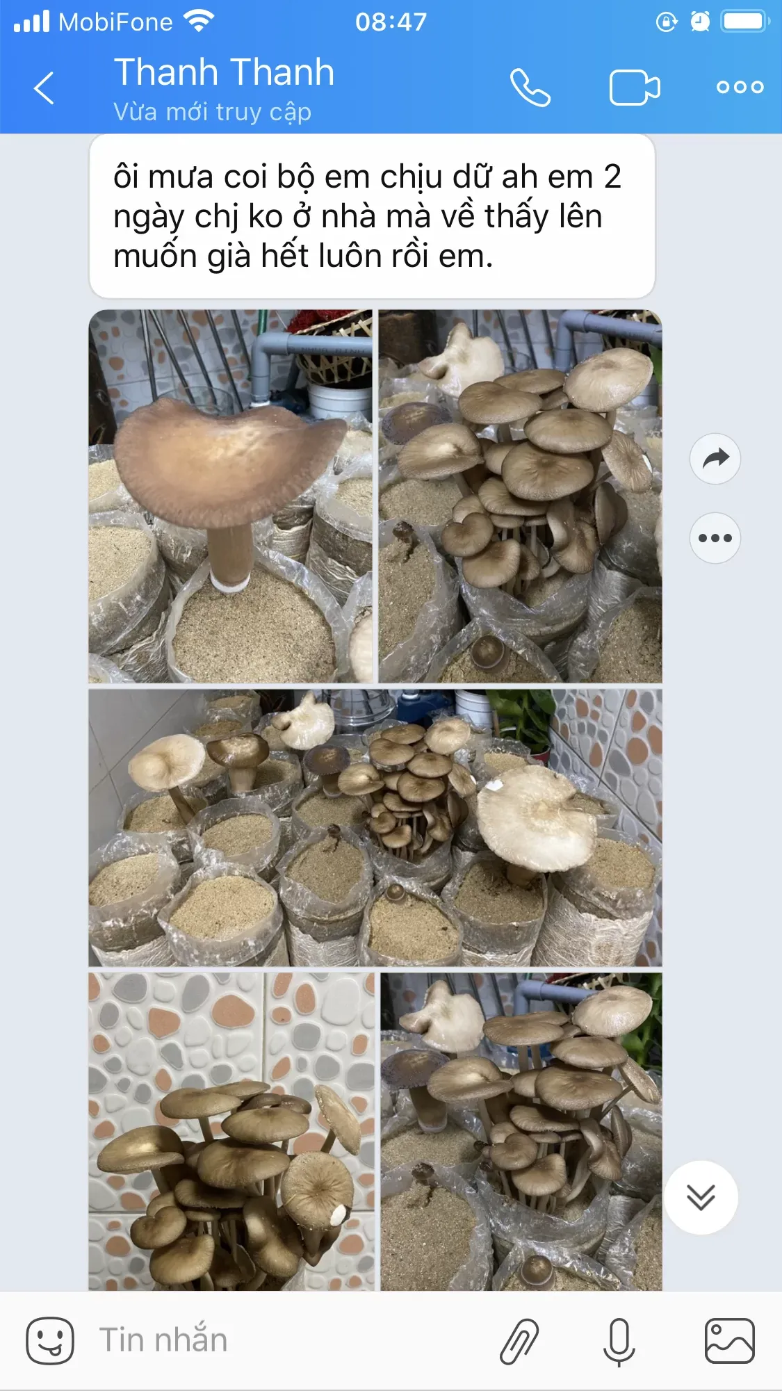 Nấm Mối Đen tươi và phôi giống