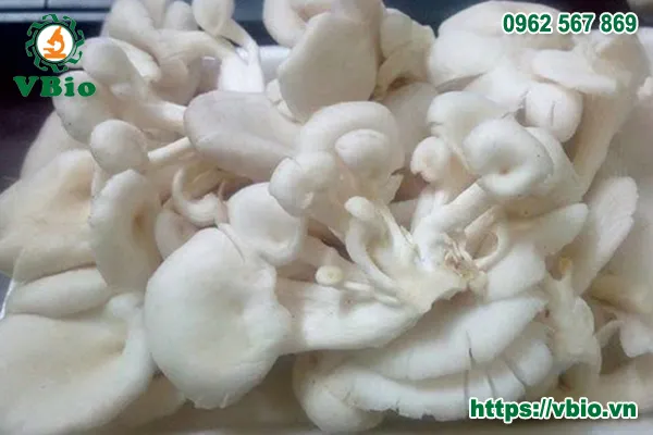 Nấm sò trắng tươi sau thu hoạch, chất lượng cao