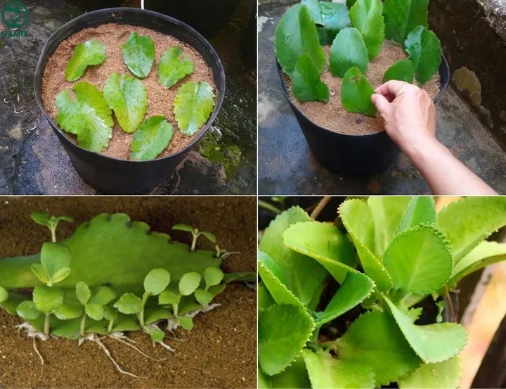 Nhân giống Sống Đời bằng lá là kỹ thuật hiệu quả, nhưng cần đảm bảo lá được phơi se vết cắt để tránh nhiễm nấm và thối rữa khi tiếp xúc với đất trồng.