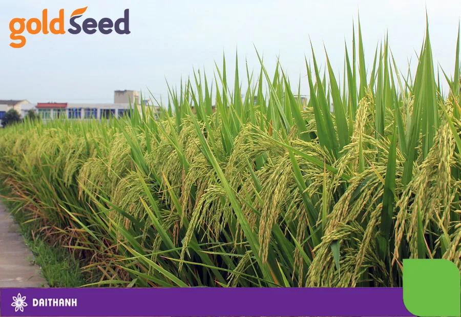 Năng suất lúa lai F1 GS999 cao