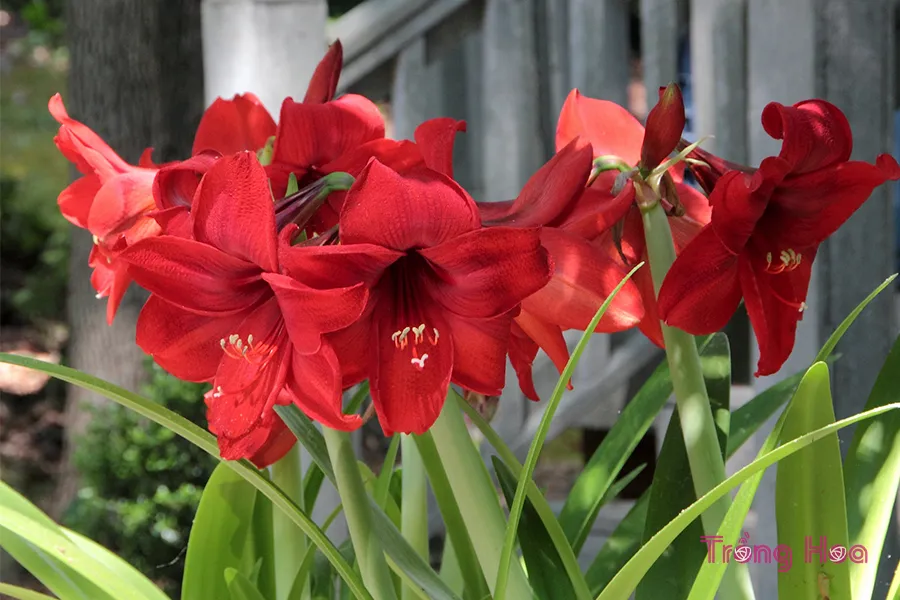 Ý nghĩa biểu tượng của hoa loa kèn đỏ trong thần thoại Hy Lạp