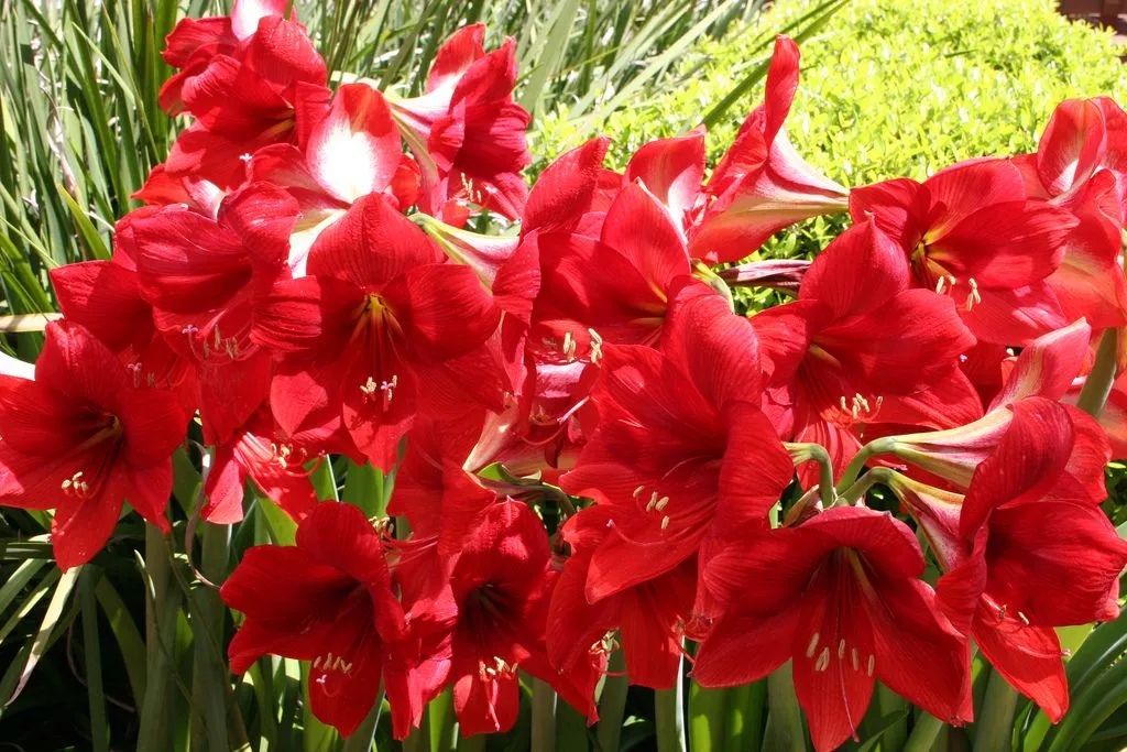 Hoa Loa Kèn Đỏ Amaryllis nở rộ vào mùa xuân