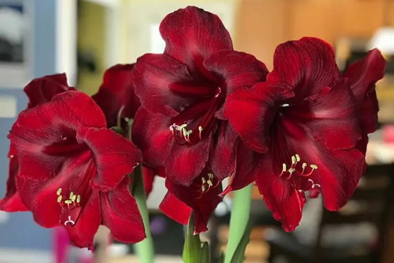 Cách trồng hoa loa kèn đỏ giúp cây ra hoa may mắn