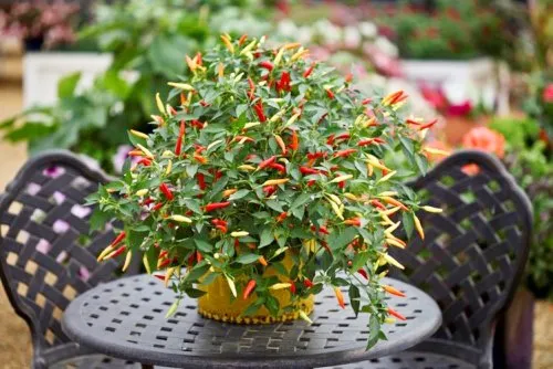 Gieo hạt và trồng cây trong chậu theo cách trồng cà chua từ hạt hiệu quả