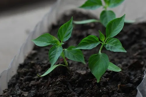 Kỹ thuật chăm sóc cây non để đạt năng suất cao khi trồng cà chua từ hạt