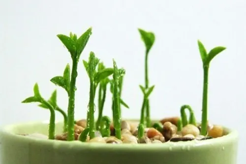 Cây non phát triển khỏe mạnh sau khi áp dụng cách trồng cà chua từ hạt đúng kỹ thuật