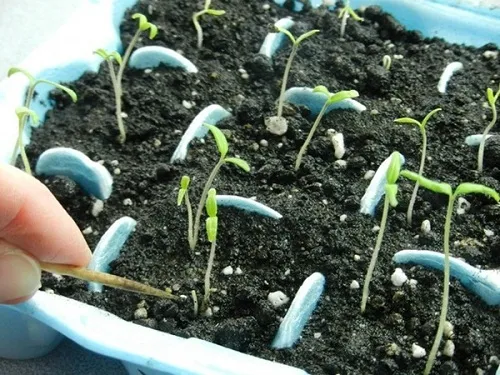 Quy trình gieo hạt cà chua đã ủ mầm vào khay ươm đúng kỹ thuật