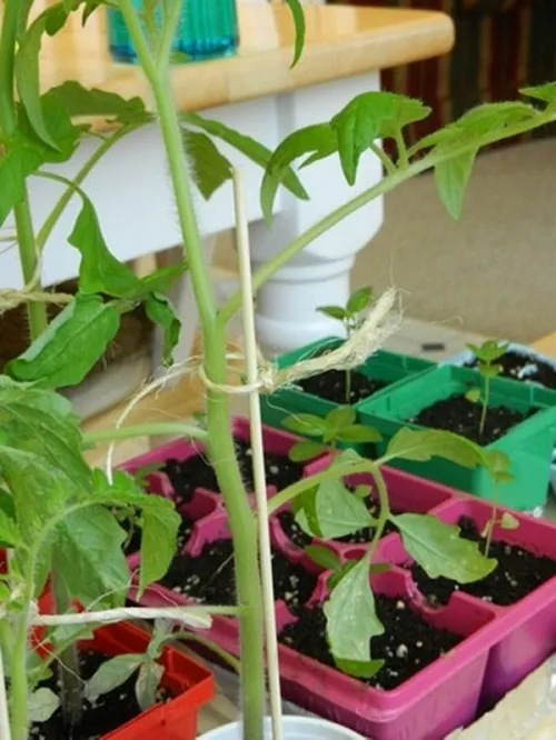 Kỹ thuật làm cọc đỡ và buộc dây cho cây cà chua khi thân đã phát triển cao