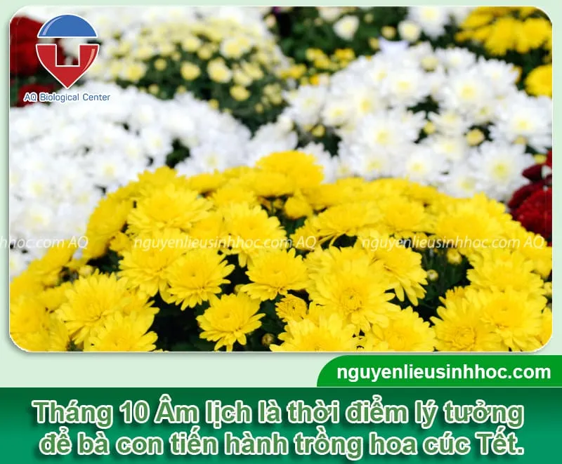 Nên trồng hoa cúc Tết vào tháng 10 Âm lịch để đảm bảo hoa nở đúng vào dịp Nguyên Đán