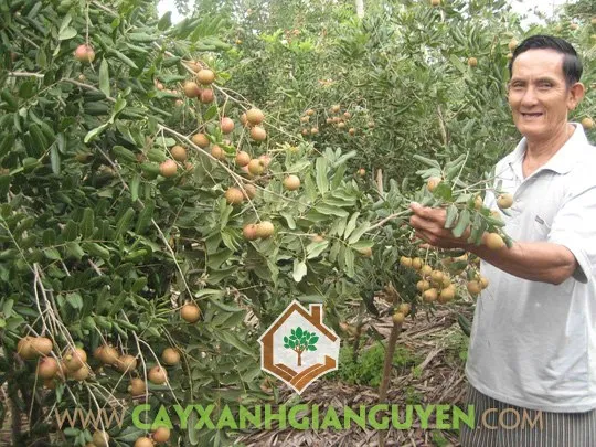 Thao tác ghép mắt nhãn xuồng cơm vàng lên thân cây cũ theo quy trình kỹ thuật.