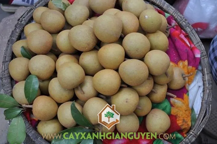 Cây Sapoche đạt tiêu chuẩn xuất khẩu, với quả chín mọng và tán lá xanh tốt